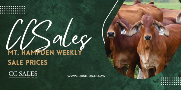 CCSALES| MT HAMPDEN SALE AVERAGE PRICES 