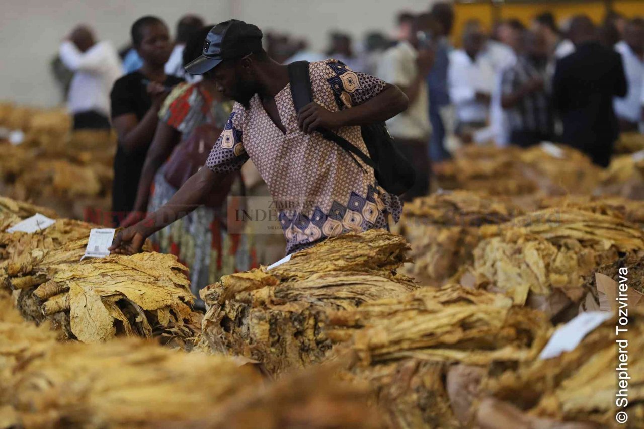 Tobacco marketing season ends today