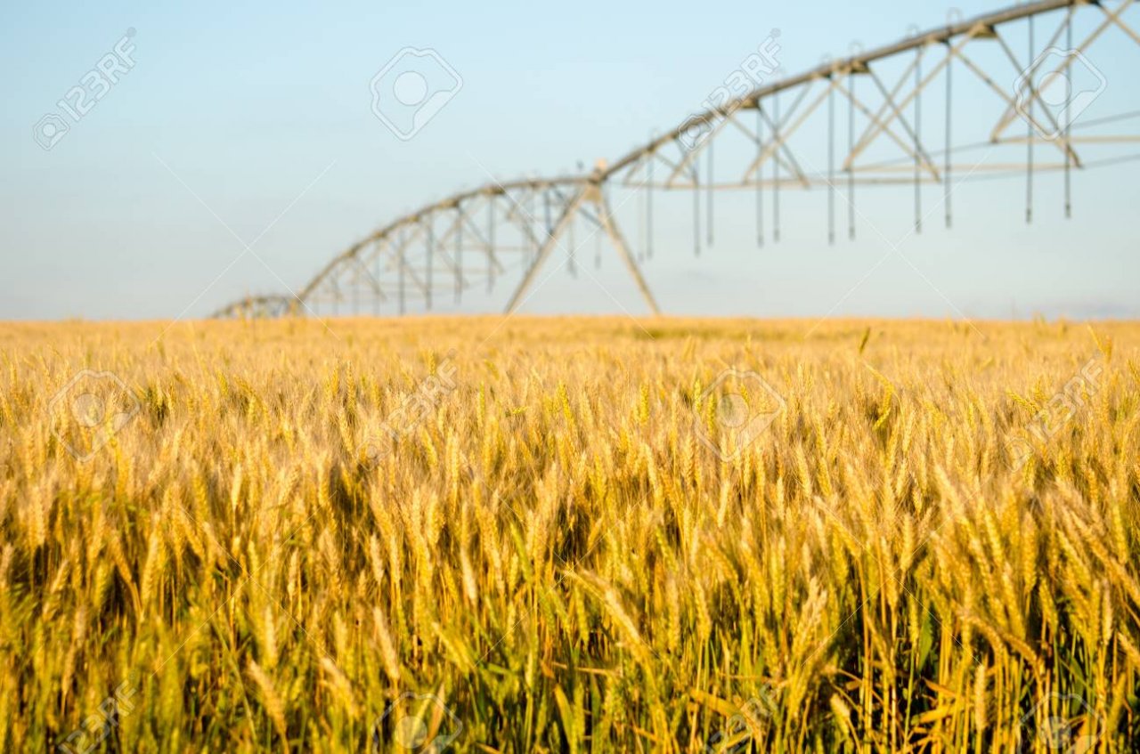 GMB owes wheat farmers US$14m