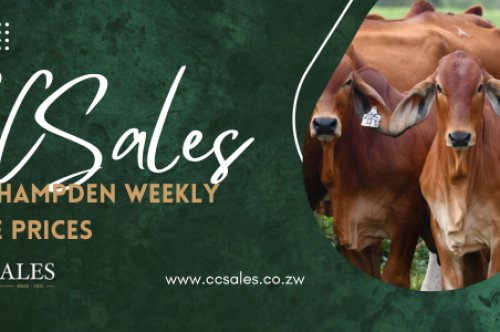 CCSALES| MT HAMPDEN SALE AVERAGE PRICES