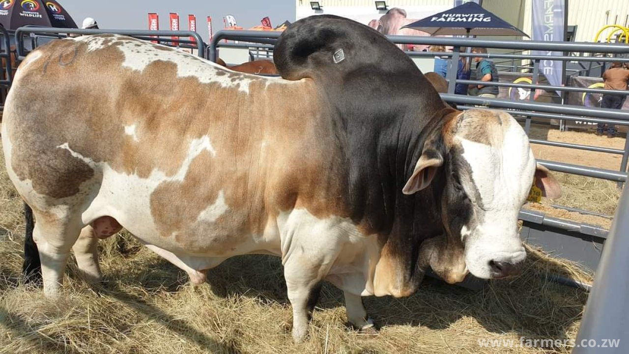 The Boran bull Cyclone BH 18 749