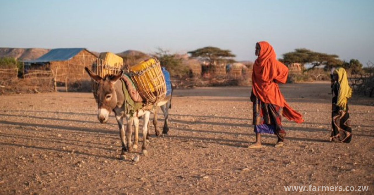 Chinese Demand for Donkey Skins Depletes Valuable African Animal