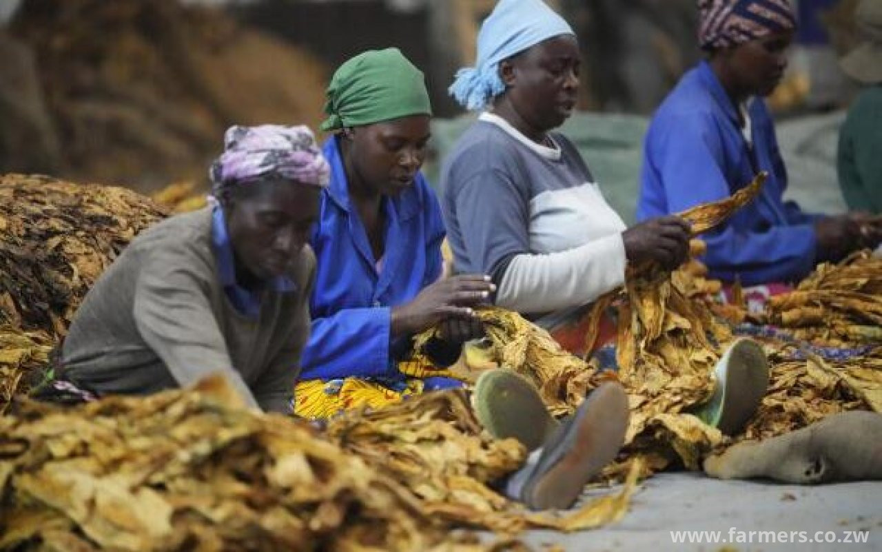 Zimbabwe Surpasses 300 Million Kilograms of Tobacco in Historic First