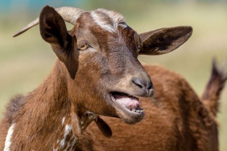 Goat Production Financials